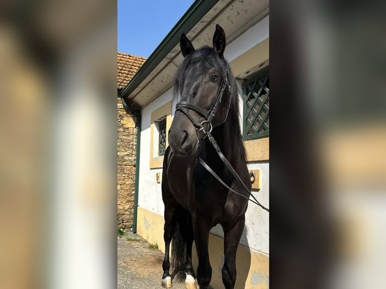 Lusitanos Wallach 6 Jahre 167 cm Rappe in TROFA