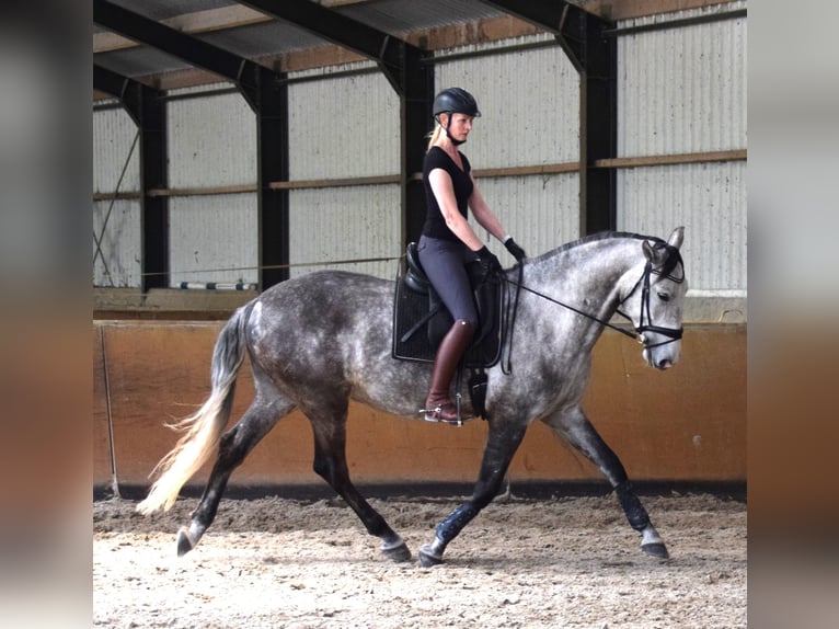 Lusitanos Wallach 6 Jahre 167 cm Schimmel in Blaricum