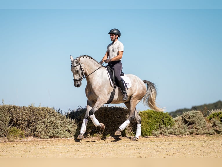 Lusitanos Wallach 6 Jahre 168 cm Apfelschimmel in Montecorto, Provinz Malaga