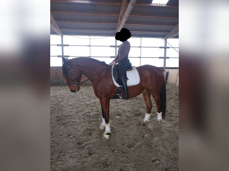 Lusitanos Wallach 6 Jahre 169 cm Brauner in Sassenburg