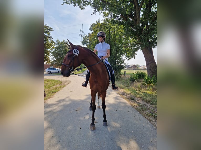 Lusitanos Wallach 6 Jahre 169 cm Brauner in Sassenburg