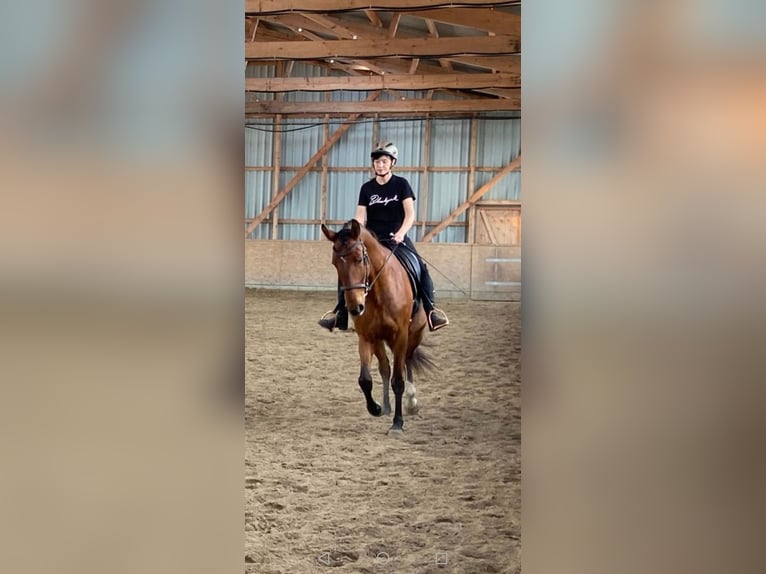 Lusitanos Wallach 6 Jahre 169 cm Brauner in Sassenburg