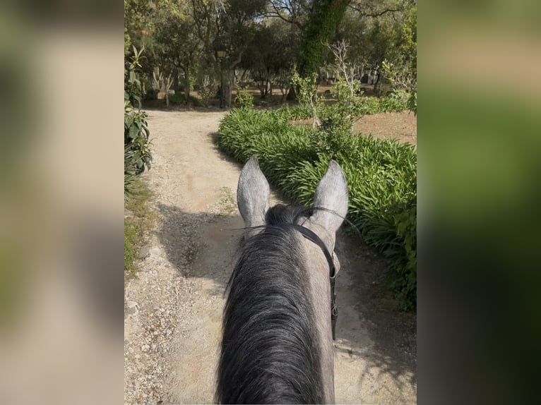 Lusitanos Wallach 6 Jahre 170 cm Rotschimmel in Mafra