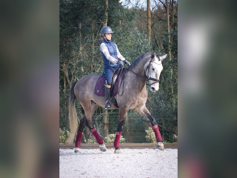 Lusitanos Wallach 6 Jahre 170 cm Rotschimmel in Mafra