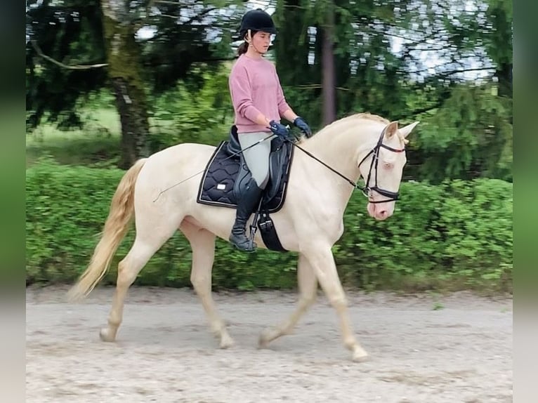 Lusitanos Wallach 6 Jahre Champagne in Marienbad
