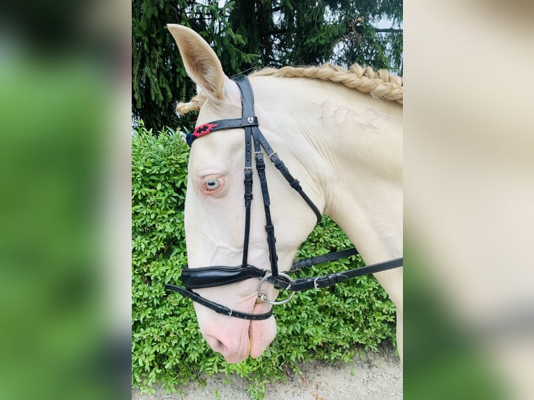 Lusitanos Wallach 6 Jahre Champagne in Marienbad