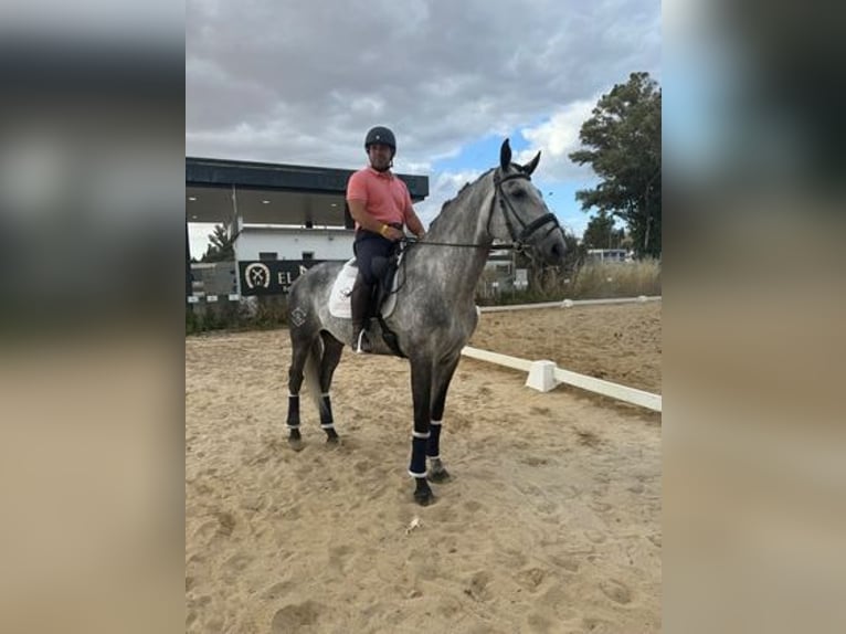Lusitanos Wallach 6 Jahre Schimmel in Badajoz