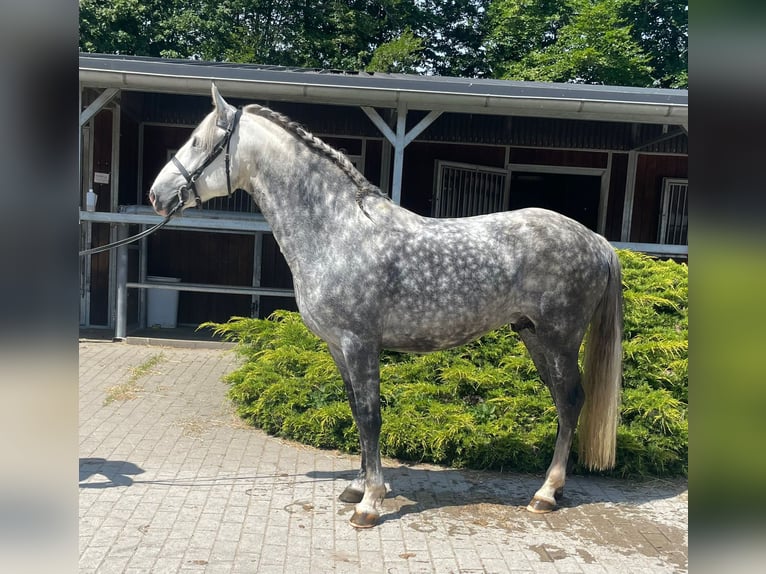 Lusitanos Wallach 7 Jahre 155 cm Apfelschimmel in Neuenkirchen