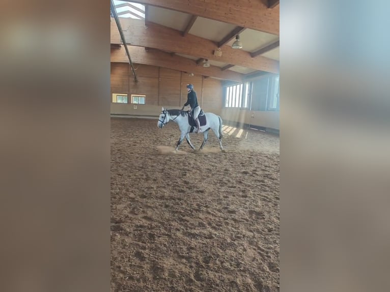 Lusitanos Wallach 7 Jahre 155 cm Fliegenschimmel in Augsburg