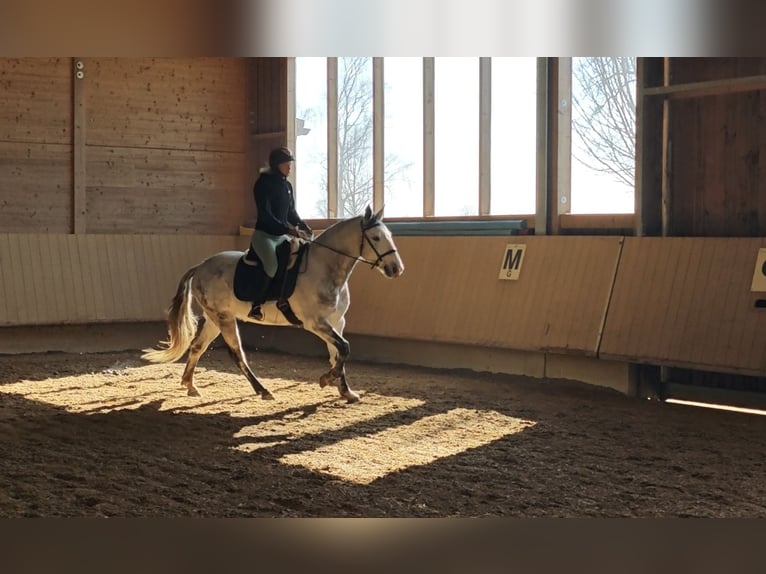 Lusitanos Wallach 7 Jahre 155 cm Fliegenschimmel in Augsburg