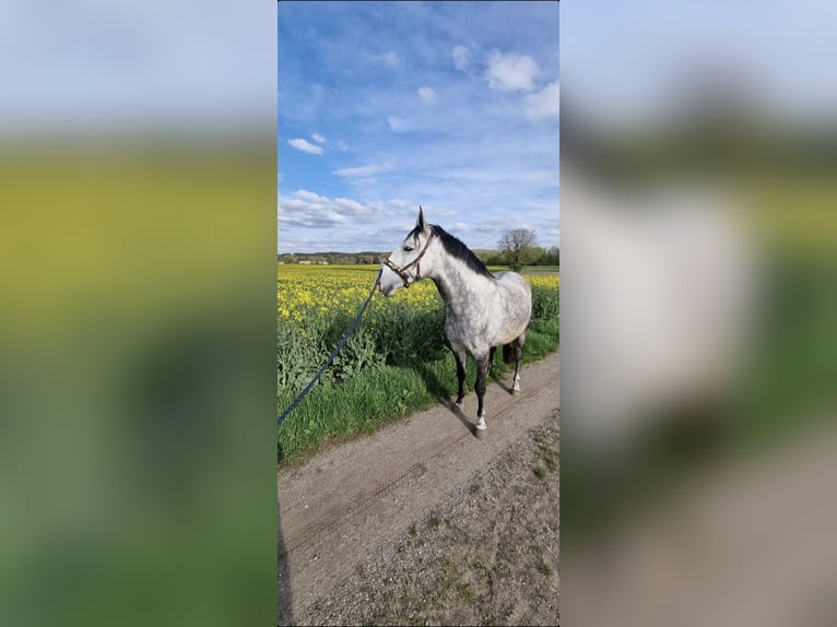 Lusitanos Wallach 7 Jahre 155 cm Fliegenschimmel in Augsburg