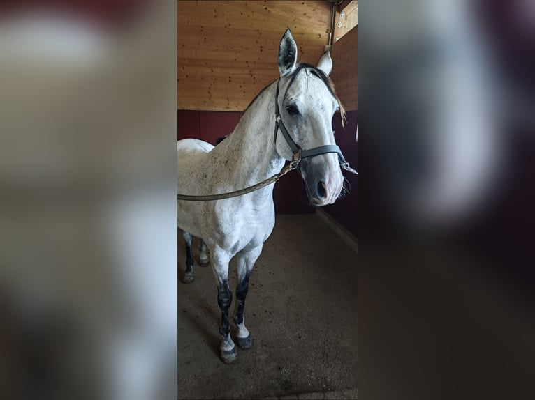 Lusitanos Wallach 7 Jahre 155 cm Fliegenschimmel in Augsburg