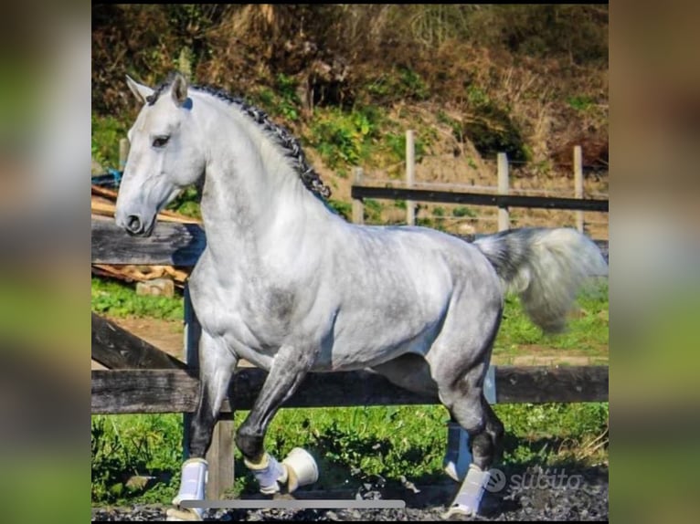 Lusitanos Wallach 7 Jahre 156 cm Schimmel in Velletri