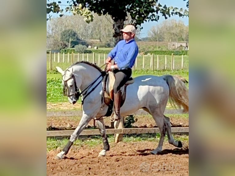Lusitanos Wallach 7 Jahre 156 cm Schimmel in Velletri