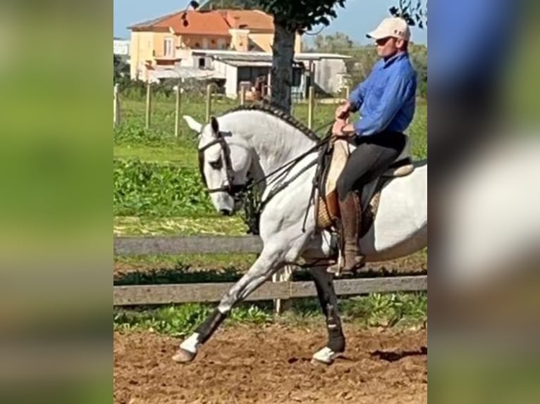 Lusitanos Wallach 7 Jahre 156 cm Schimmel in Velletri