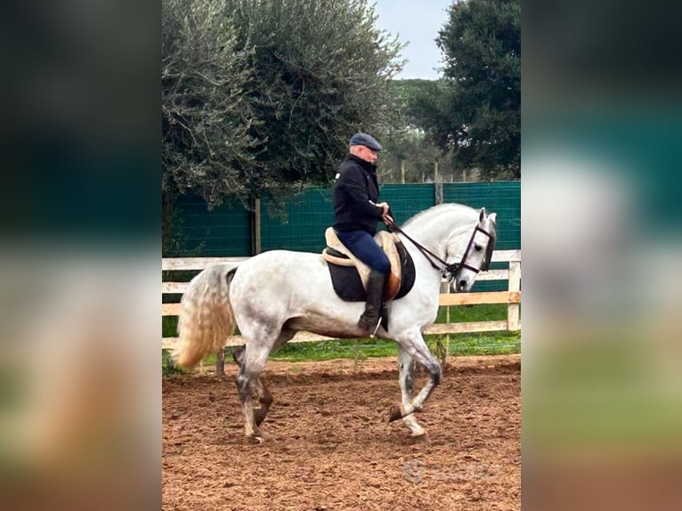 Lusitanos Wallach 7 Jahre 156 cm Schimmel in Velletri