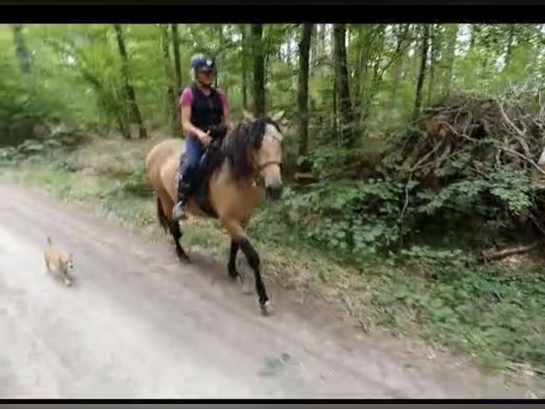 Lusitanos Wallach 7 Jahre 157 cm Falbe in Markt Nordheim