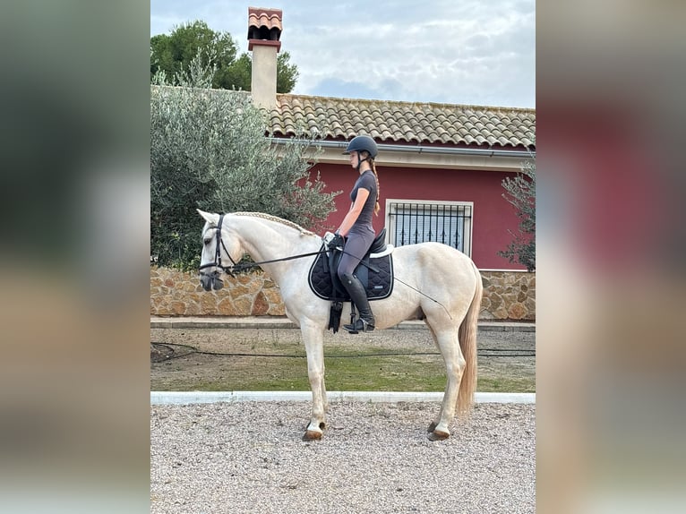 Lusitanos Wallach 7 Jahre 157 cm Palomino in mazarrón