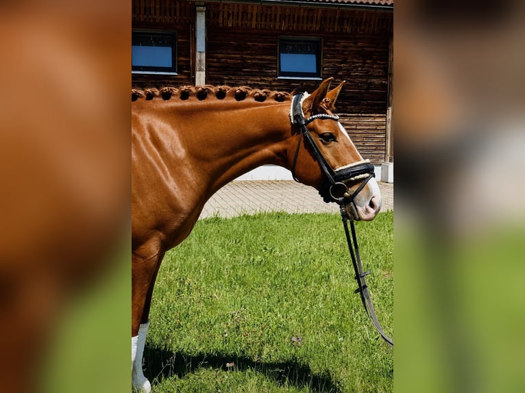 Lusitanos Wallach 7 Jahre 158 cm Fuchs in Eisenberg