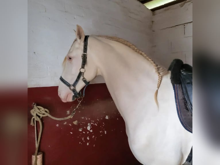 Lusitanos Wallach 7 Jahre 159 cm in Gro&#xDF;-Umstadt