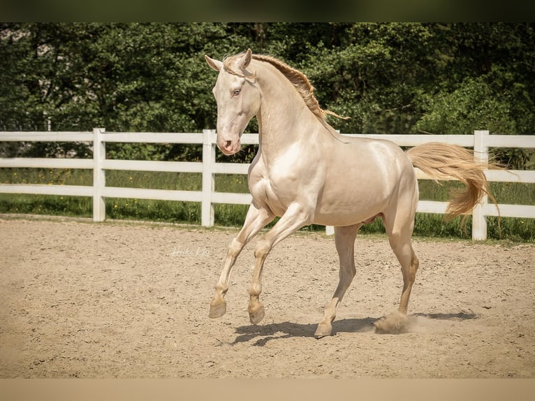 Lusitanos Wallach 7 Jahre 159 cm in Gro&#xDF;-Umstadt