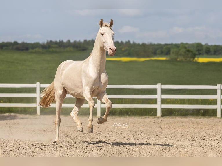 Lusitanos Wallach 7 Jahre 159 cm in Gro&#xDF;-Umstadt
