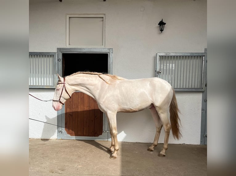 Lusitanos Wallach 7 Jahre 159 cm in Gro&#xDF;-Umstadt