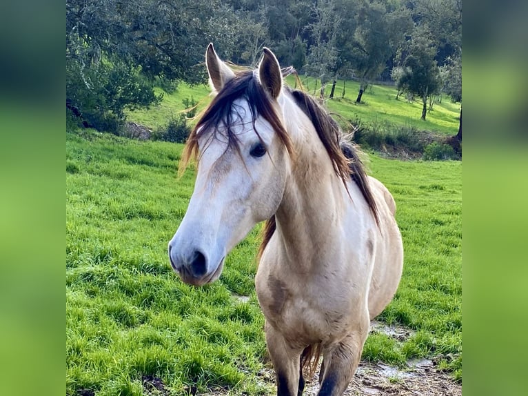 Lusitanos Wallach 7 Jahre 160 cm Buckskin in Sao Teotonio