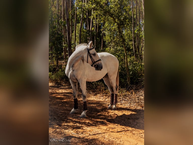 Lusitanos Wallach 7 Jahre 160 cm Buckskin in Sao Teotonio