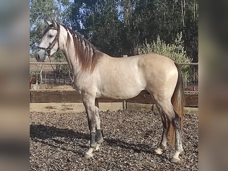 Lusitanos Wallach 7 Jahre 160 cm Buckskin in Sao Teotonio
