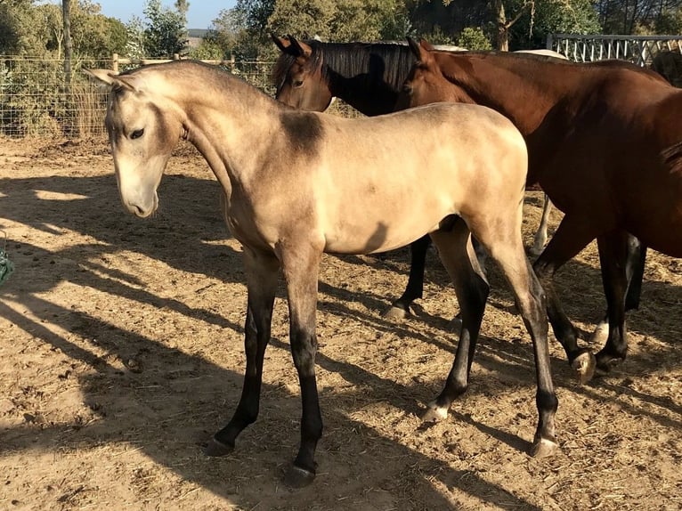 Lusitanos Wallach 7 Jahre 160 cm Buckskin in Sao Teotonio