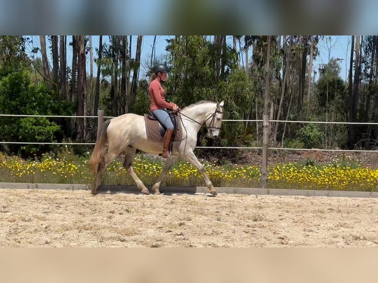 Lusitanos Wallach 7 Jahre 160 cm Buckskin in Sao Teotonio