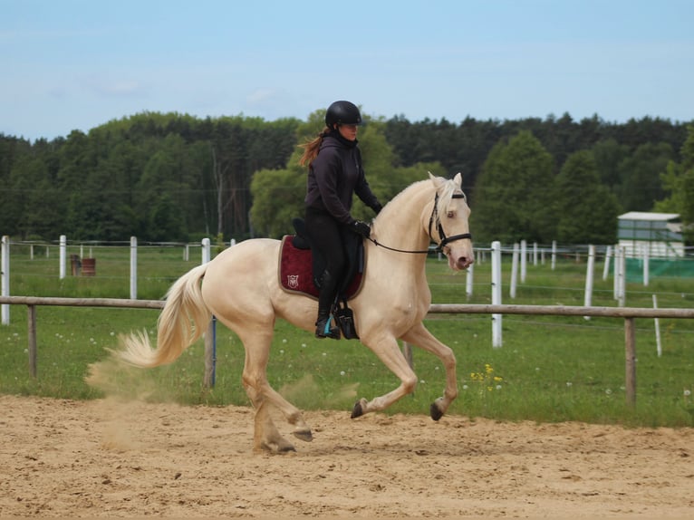 Lusitanos Wallach 7 Jahre 160 cm Cremello in Santok