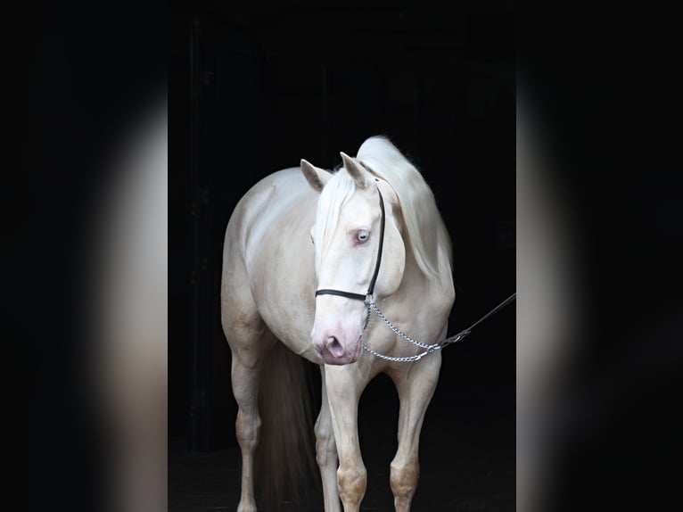 Lusitanos Wallach 7 Jahre 160 cm Cremello in Santok