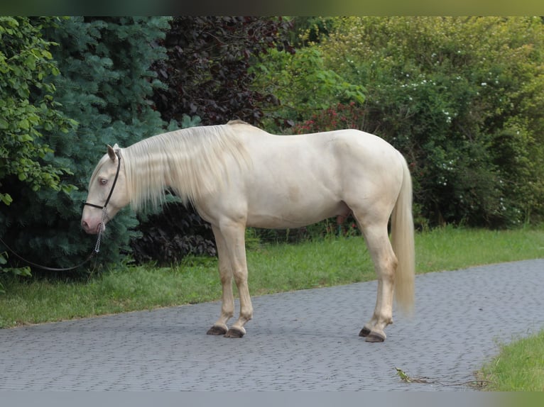 Lusitanos Wallach 7 Jahre 160 cm Cremello in Santok