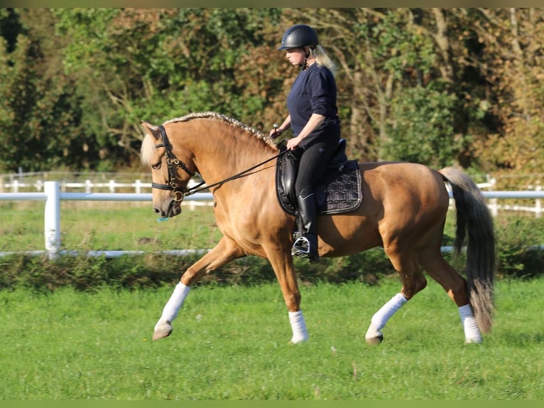 Lusitanos Wallach 7 Jahre 160 cm Palomino in Hamburg Eimsbüttel