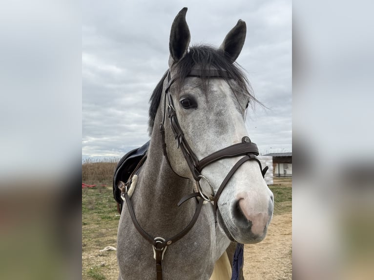 Lusitanos Wallach 7 Jahre 160 cm Schimmel in San Martín de la Vega