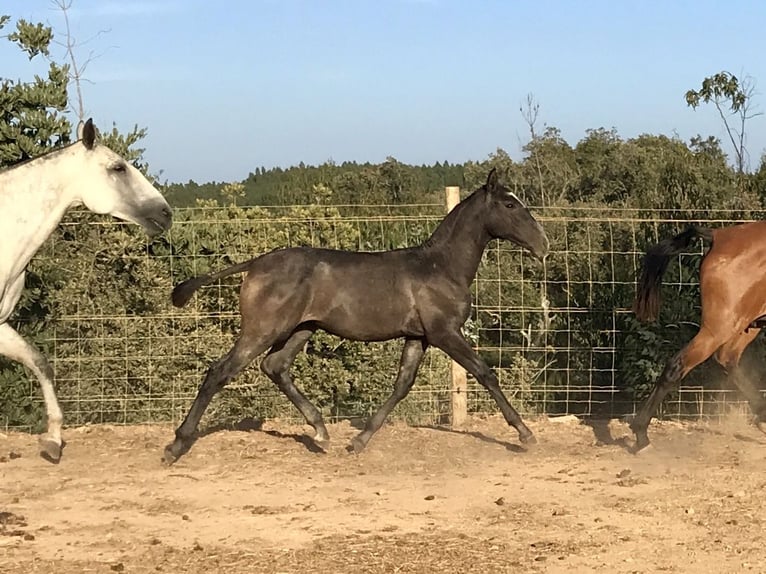 Lusitanos Wallach 7 Jahre 160 cm Schimmel in S&#xE3;o Teot&#xF3;nio