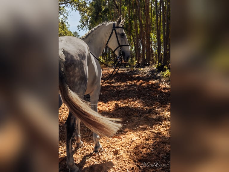 Lusitanos Wallach 7 Jahre 160 cm Schimmel in S&#xE3;o Teot&#xF3;nio