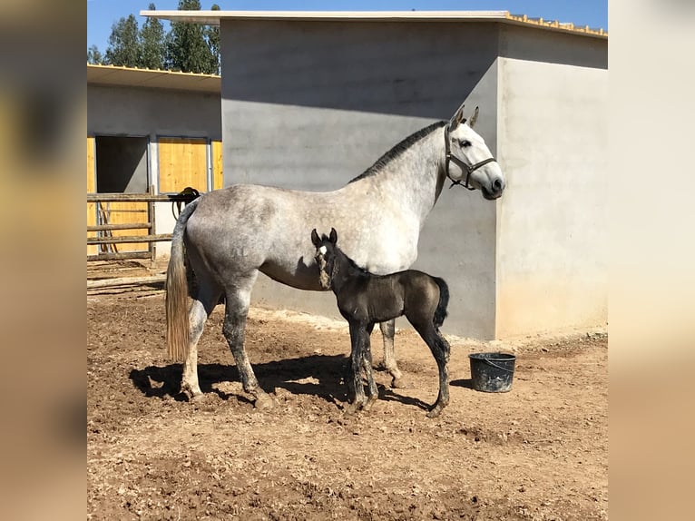 Lusitanos Wallach 7 Jahre 160 cm Schimmel in S&#xE3;o Teot&#xF3;nio