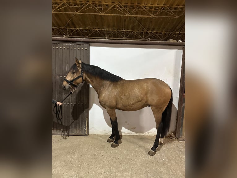 Lusitanos Wallach 7 Jahre 161 cm Falbe in Palma del Rìo