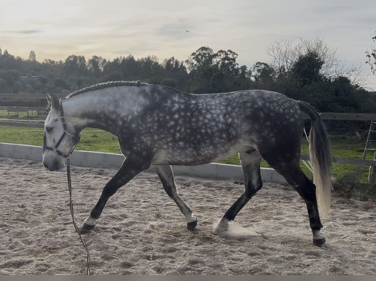 Lusitanos Wallach 7 Jahre 162 cm Schimmel in Seia
