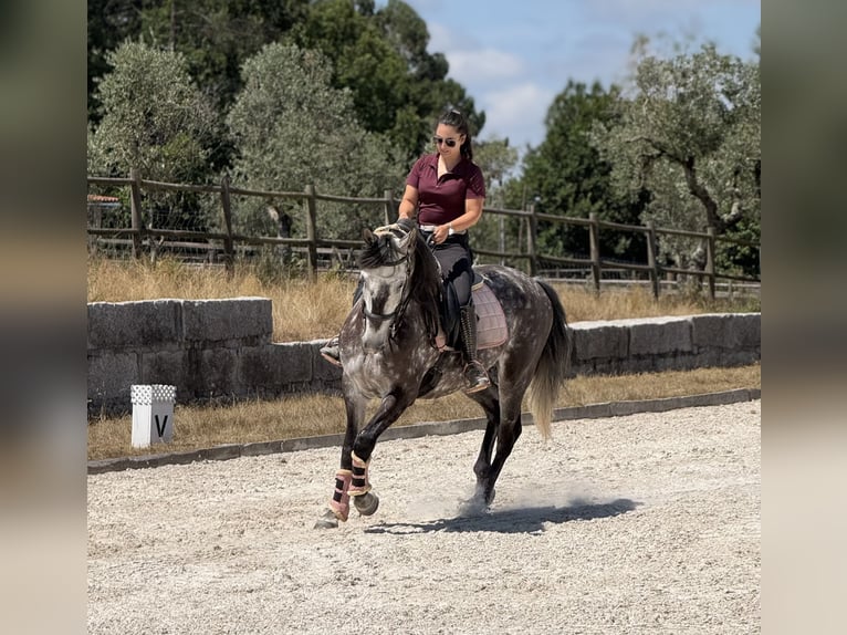 Lusitanos Wallach 7 Jahre 162 cm Schimmel in Seia