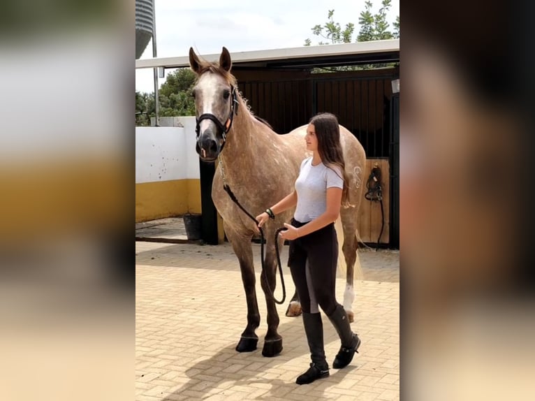Lusitanos Wallach 7 Jahre 163 cm Apfelschimmel in Betera