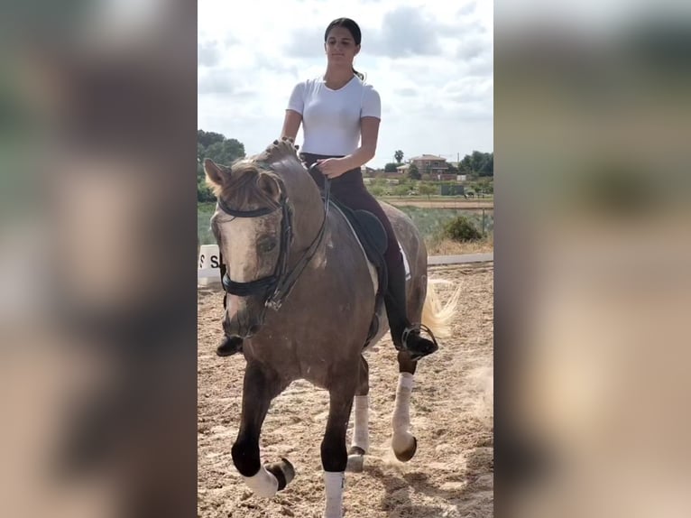 Lusitanos Wallach 7 Jahre 163 cm Apfelschimmel in Betera