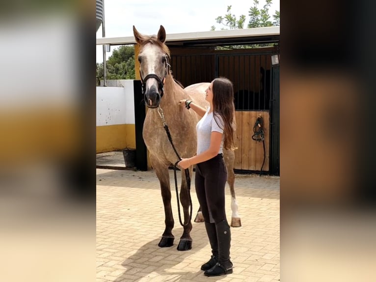 Lusitanos Wallach 7 Jahre 163 cm Apfelschimmel in Betera