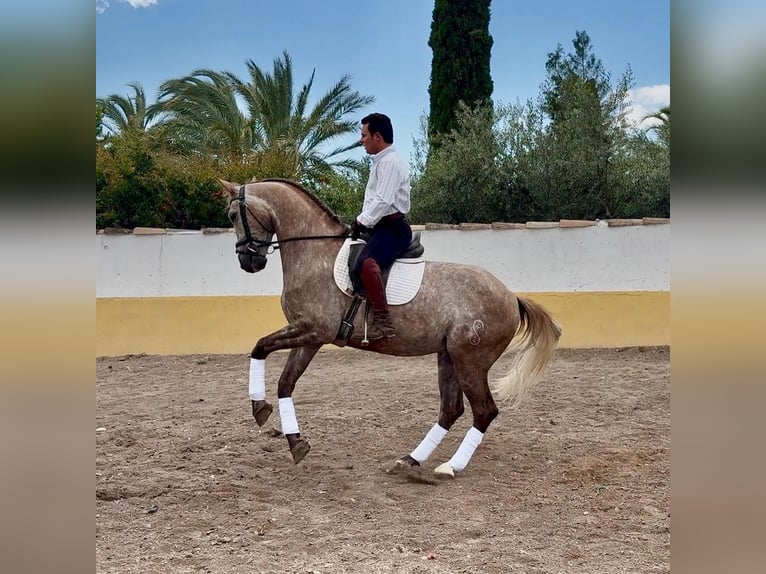 Lusitanos Wallach 7 Jahre 163 cm Apfelschimmel in Betera