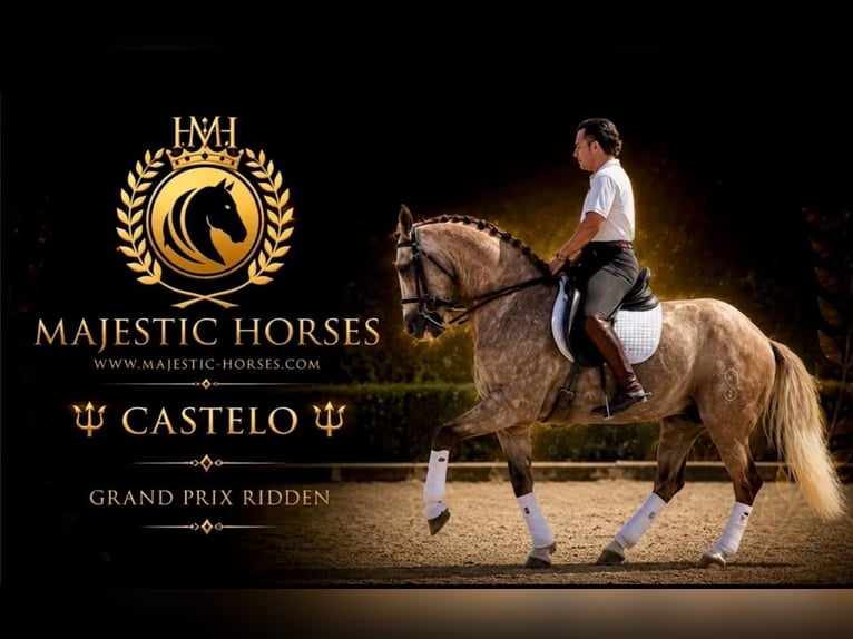 Lusitanos Wallach 7 Jahre 163 cm Apfelschimmel in Betera
