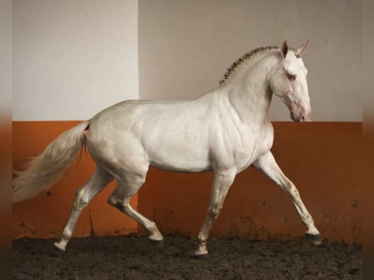 Lusitanos Wallach 7 Jahre 163 cm Cremello in Amsterdam