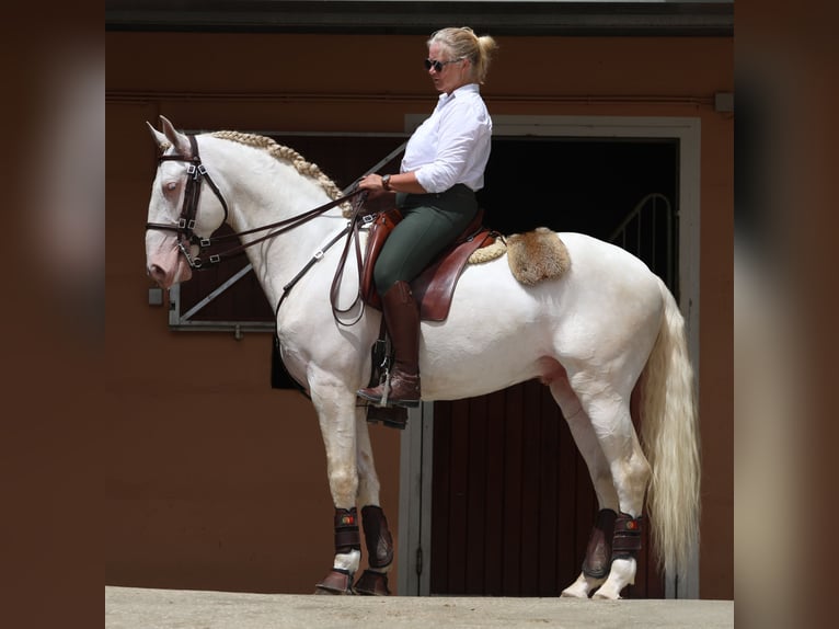 Lusitanos Wallach 7 Jahre 163 cm Cremello in Amsterdam